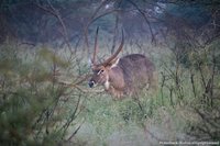 Waterbok